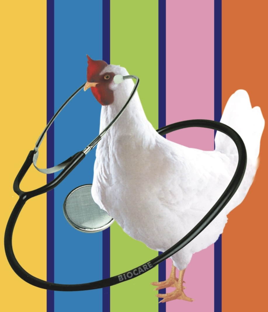 Hen illustration